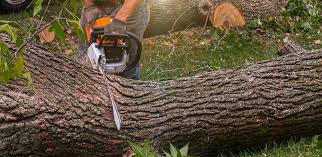 Reliable Houston, AK  Tree Services Solutions