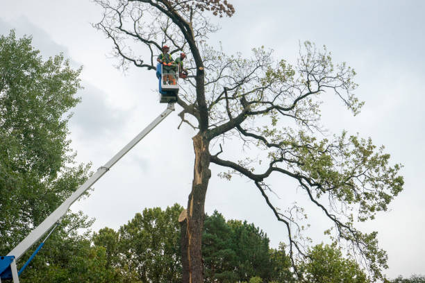 Mulching Services in Houston, AK