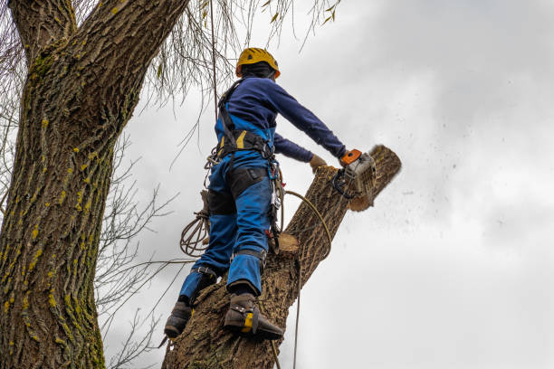 Best Tree and Shrub Care  in Houston, AK